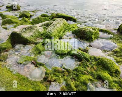 Many dead jellyfish and green algae thrown by the sea on the beach on the seashore
