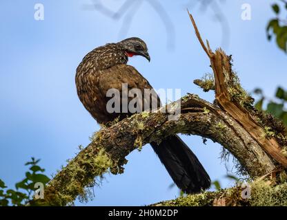 Andean Guan (Penelope montagnii) perched on a tree trunk. Cuzco, Peru. South America. Stock Photo