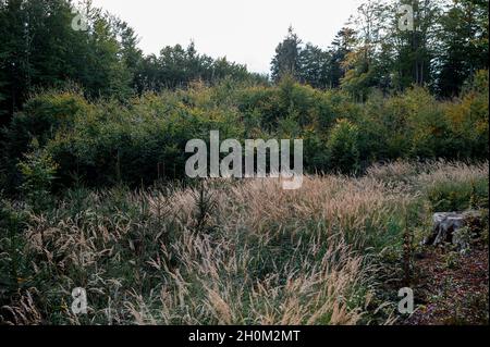 13 October 2021, Czech Republic, ·eská Kubice: You can see the spot in the forest where forester Semecký found Julia, who had been missing until then. An 8-year-old girl from Berlin was found on Tuesday in the border area on the German-Czech border. Photo: Daniel Vogl/dpa Stock Photo