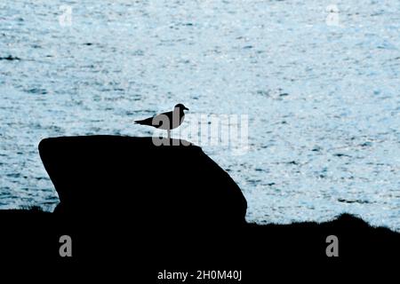A European Herring Gull Larus argentatus standing on a rock seen in silhouette. Stock Photo
