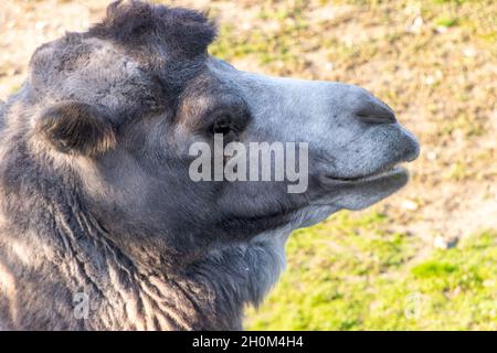 The portrait of the Bactrian camel (Camelus bactrianus), also known as the Mongolian camel or domestic Bactrian camel Stock Photo
