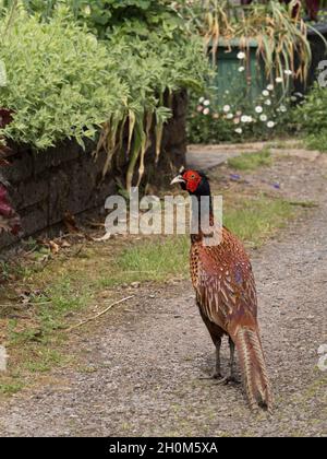 Pheasant, Phasianus colchicus, single adult male walking in garden. Worcestershire, UK. Stock Photo