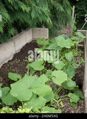 Squashes growing in compost bin, Worcestershire, UK Stock Photo