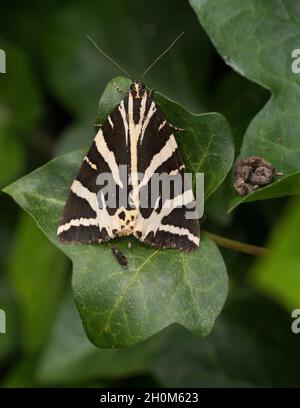 Jersey Tiger, Euplagia quadripunctaria, single adult resting on Ivy leaf, Hedera helix. August. Lea Valley, Essex, UK Stock Photo