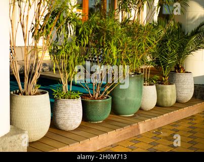 Pots Various with decorative exotic plants. A hedge of flowers in ceramic bowls on a wooden deck. Stock Photo