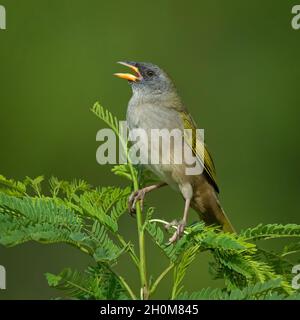 Great Pampa-Finch, Embernagra platensis photographed in the Brazilian Atlantic Forest Stock Photo