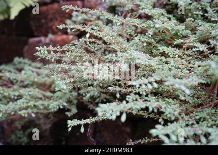 Pilea microphylla (Also called rockweed, artillery plant, gun powder ...