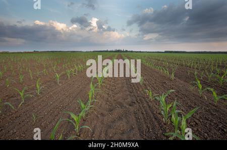 Young corn sprouts in rows on field in springtime Stock Photo