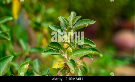 Ashwagandha green plants in the garden. Withania somnifera Leaves. Winter cherry, Poison gooseberry, or Indian ginseng. Best Medicinal, herb for boost Stock Photo