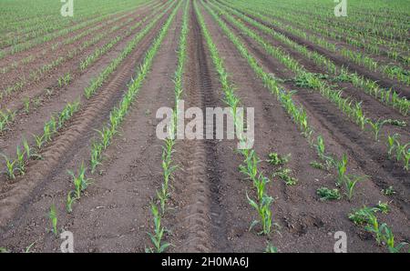 Young corn sprouts in rows on field in springtime Stock Photo