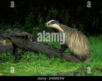 Eurasian Badgers Hawick, Scottish Borders Stock Photo - Alamy