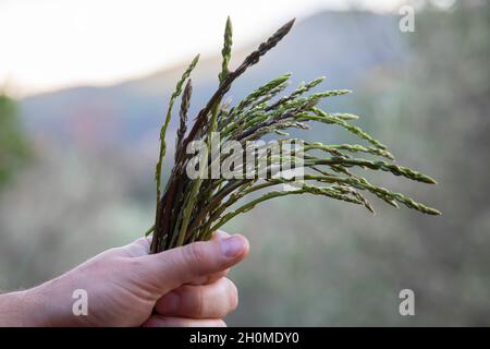 male hand holding wild asparagus collected in the mountains Stock Photo