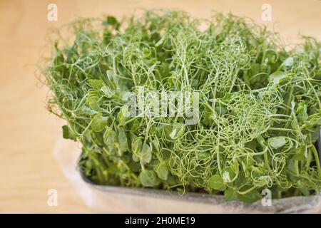 Microgreen peas. Green bushes sprout. Ecology healthy food. Stock Photo