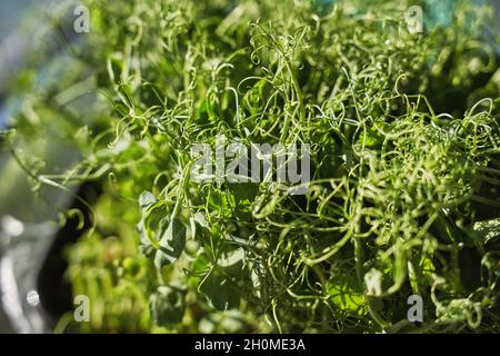 Microgreen peas. Green bushes sprout. Ecology healthy food. Stock Photo
