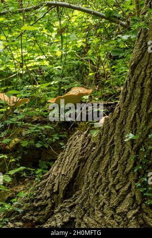 Cerioporus squamosus, Polyporus squamosus, basidiomycete, bracket fungus, in wider palliative woodland setting. Stock Photo