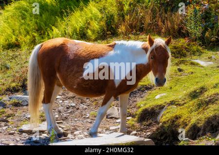 Wild ponies roam the scenic area grazing off the scenic land of Grayson Highlands State Park in Virginia, USA Stock Photo