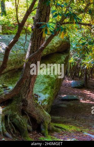 Rhododendron tree grows over the base of a large boulder in Grayson Highlands State Park in Virgina's Highlands near Mount Rogers and Whitetop Mountain Stock Photo