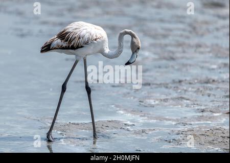 Flamingos in Ras al Khor Reservation, Dubai, UAE Stock Photo