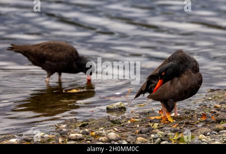 Black Oyestercatcher,(Haematopus bachmani). Esquimalt Lagoon, Vancouver Island, BC Stock Photo