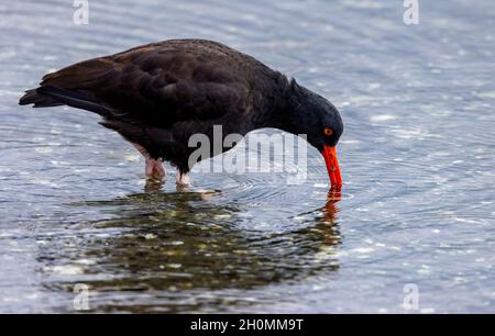 Black Oyestercatcher,(Haematopus bachmani). Esquimalt Lagoon, Vancouver Island, BC Stock Photo