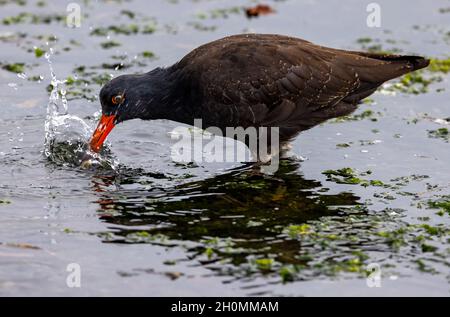 Black Oyestercatcher,(Haematopus bachmani). Esquimalt Lagoon, Vancouver Island, BC Stock Photo