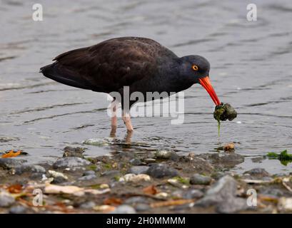 Black Oyestercatcher,(Haematopus bachmani). Esquimalt Lagoon, Vancouver Island, BC Stock Photo