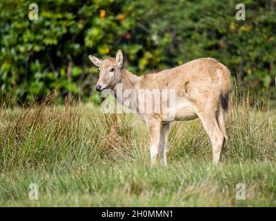 Pere David calf deer in Margam Park, South Wales Stock Photo