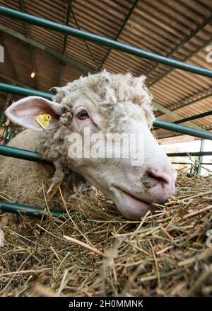 Close up of sheep's head eating hay in barn Stock Photo