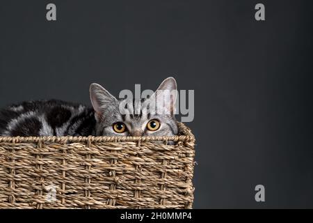 Cat portrait hiding in basket on black gray background studio shot Stock Photo