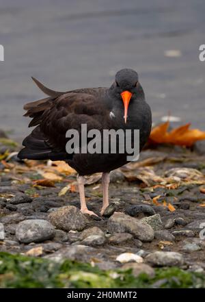 Black Oyestercatcher,(Haematopus bachmani). Esquimalt Lagoon, Vancouver Island, BC Stock Photo