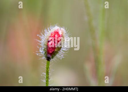 fresh flower blooming of a poppy bud in rain Stock Photo