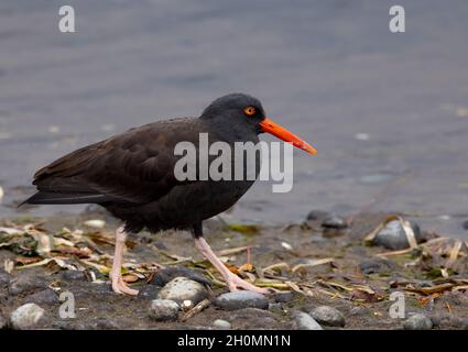 Black Oyestercatcher,(Haematopus bachmani). Esquimalt Lagoon, Vancouver Island, BC Stock Photo