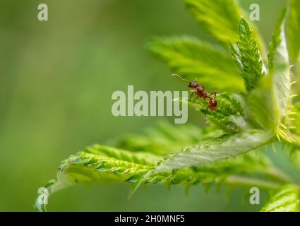 single ant climbing on a green leaf Stock Photo