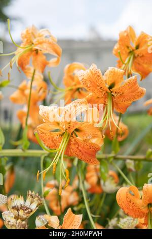 lilium henryi lily lilies orange flowers speckled markings petals bulbs ...