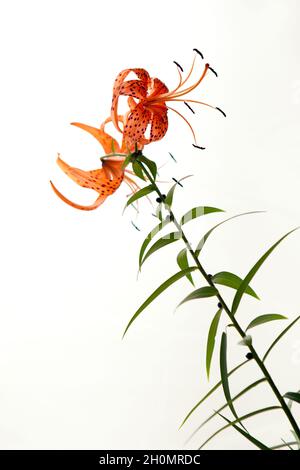 Tiger Lily petals in full blossom close up. Orange lily flowers isolated on white background. Stock Photo