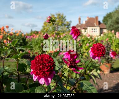 Stunning dahlia flowers by the name Poodle Skirt, photographed on a sunny day in late summer in the RHS Wisley Garden, Surrey UK Stock Photo