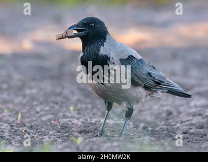 Hooded crow (Corvus cornix) posing on the ground with a piece of bread food in the beak Stock Photo