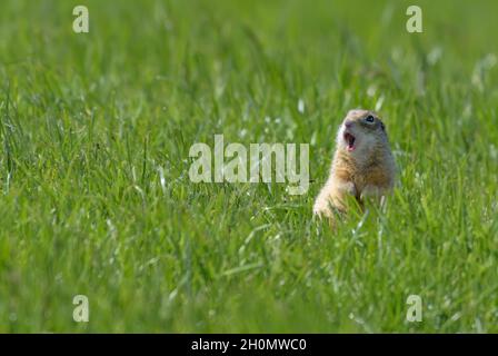 Speckled ground squirrel or spotted souslik (Spermophilus suslicus) calls loudly his simple song with wide open mouth over green grass land Stock Photo