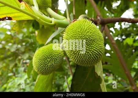 Artocarpus altilis or breadfruits, is a species of flowering tree, of the mulberry and jackfruit family, near the city of Pilcopata, Peru Stock Photo