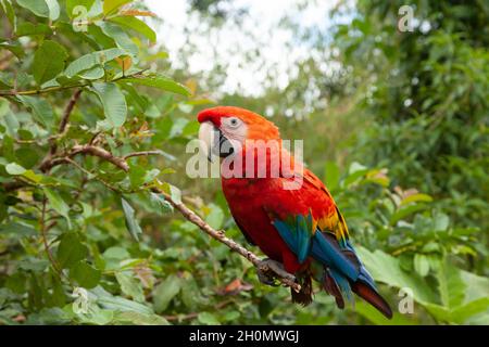 Specimen of True parrot, Psittacoidea family, a red and very curious parrot, observes from a branch, in the Amazon rainforest, at the Dos Loritos wild Stock Photo
