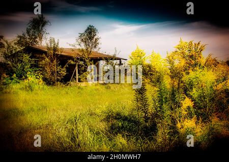 Goldenrod (Solidago) grows wild in front of an abandoned house, Oct. 9, 2021, in Irvington, Alabama. Stock Photo