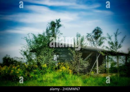 Goldenrod (Solidago) grows wild in front of an abandoned house, Oct. 9, 2021, in Irvington, Alabama. Stock Photo