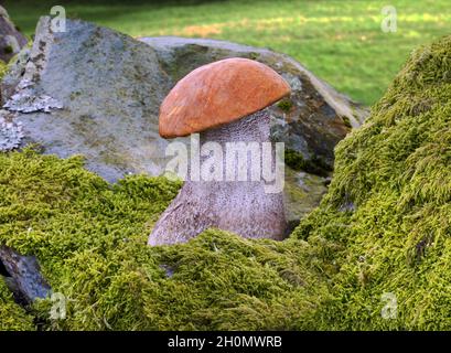 Leccinum versipelle (orange birch bolete) is found under birch. It is edible but needs to be cooked well or can cause nausea and vomiting. Stock Photo
