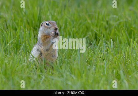 Hungry speckled ground squirrel or spotted souslik (Spermophilus suslicus) feeds on green plant parts in summer season Stock Photo