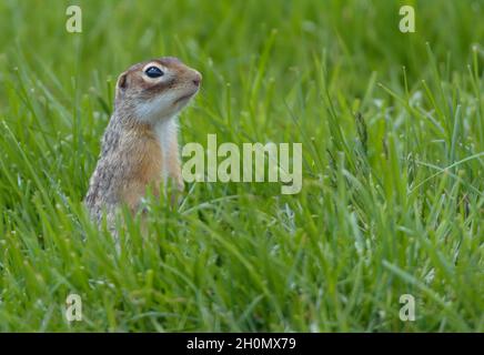 Speckled ground squirrel or spotted souslik (Spermophilus suslicus) posing in grass in vertical position Stock Photo