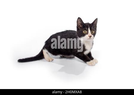 Cute cat on white background Stock Photo