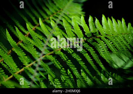 Close up shot of fresh, green fern fronds growing - set against a black background Stock Photo