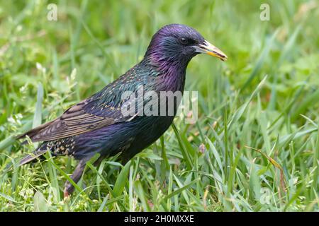 Common Starling (Sturnus vulgaris) walking and searching for food in spring grass close shot Stock Photo