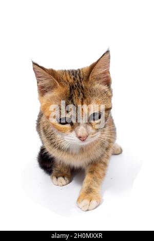 Cute cat on white background Stock Photo