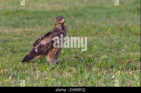Young Lesser spotted eagle (Clanga pomarina) sits on green mown grass field in waiting for prey Stock Photo